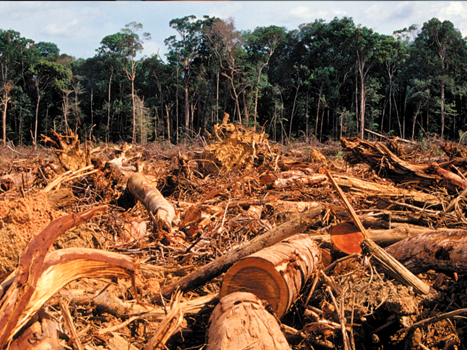 Desmatamento na Amazônia nos 12 meses até julho foi o maior em 11 anos - Geotech Consultoria
