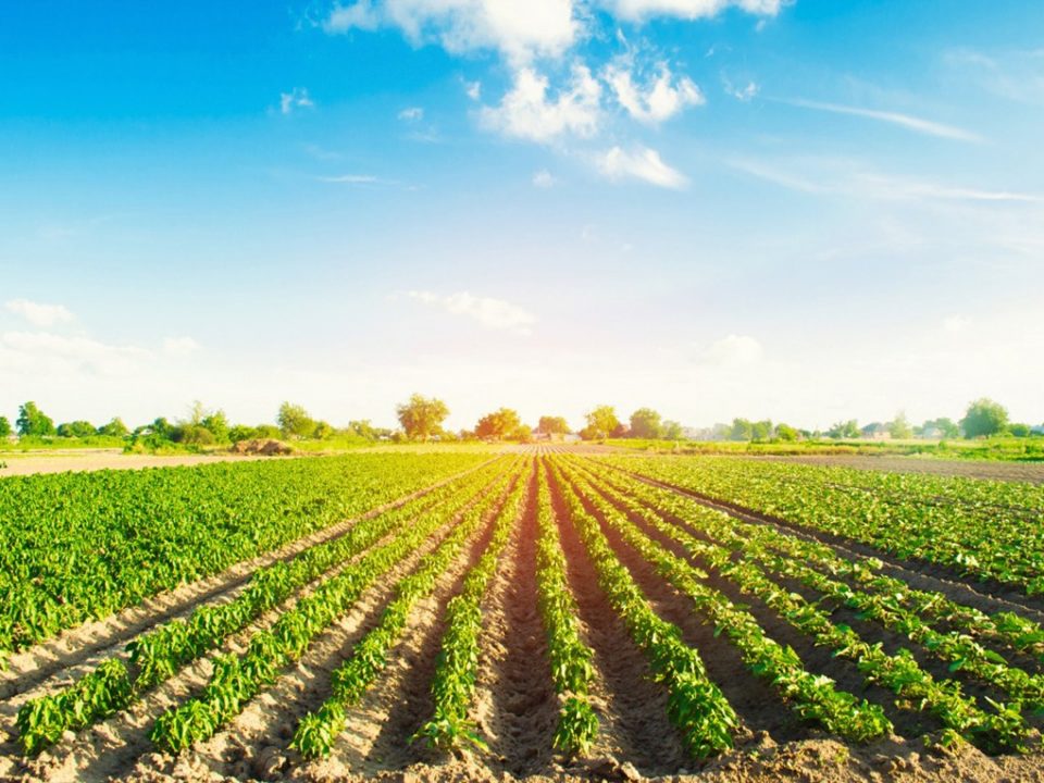 Agricultura sustentável - Geotech Consultoria